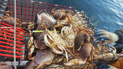 Lester's Patriot Crab Cage Pot With Anti Escape Fingers