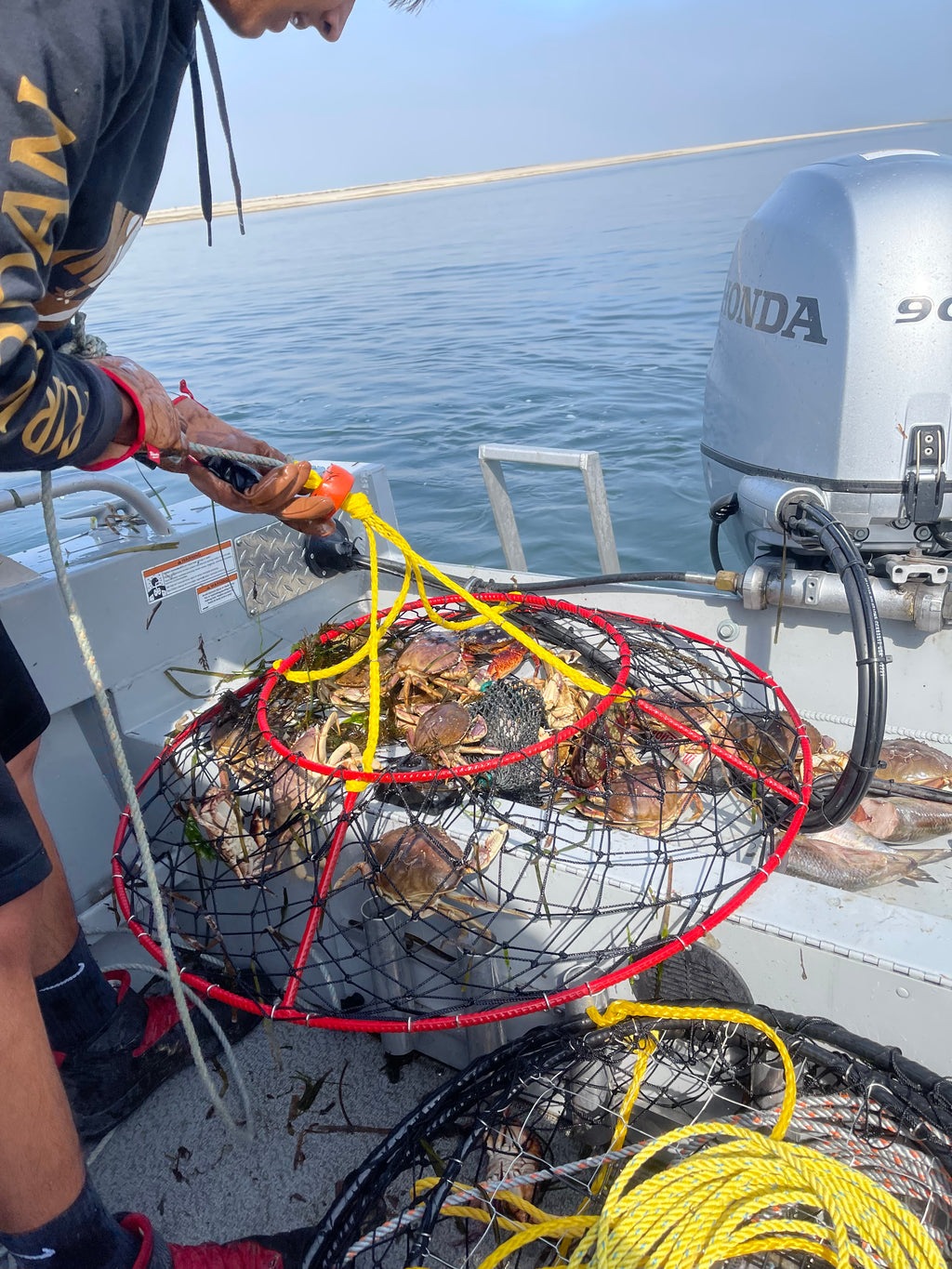 Recreation Crabbers Are Allowed to Use Hoop Nets and Crab