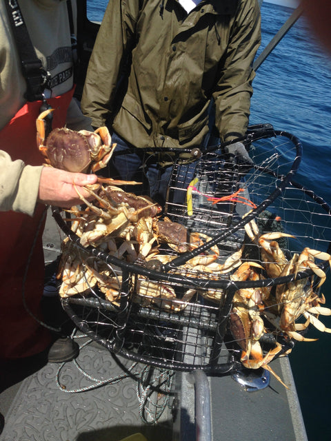 Lester's Independence Crab Pot